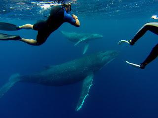 TONGA: NADAR CON BALLENAS JOROBADAS EN VAVA’U TONGA: NADAR CON BALLENAS JOROBADAS EN VAVA’U