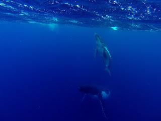TONGA: NADAR CON BALLENAS JOROBADAS EN VAVA’U TONGA: NADAR CON BALLENAS JOROBADAS EN VAVA’U