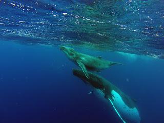 TONGA: NADAR CON BALLENAS JOROBADAS EN VAVA’U TONGA: NADAR CON BALLENAS JOROBADAS EN VAVA’U