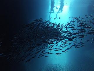 TONGA: NADAR CON BALLENAS JOROBADAS EN VAVA’U TONGA: NADAR CON BALLENAS JOROBADAS EN VAVA’U
