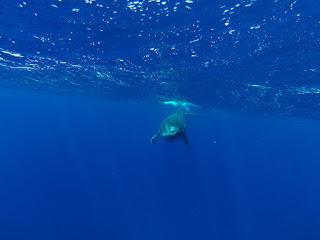 TONGA: NADAR CON BALLENAS JOROBADAS EN VAVA’U TONGA: NADAR CON BALLENAS JOROBADAS EN VAVA’U