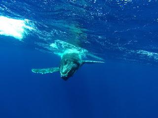 TONGA: NADAR CON BALLENAS JOROBADAS EN VAVA’U TONGA: NADAR CON BALLENAS JOROBADAS EN VAVA’U