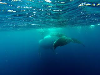 TONGA: NADAR CON BALLENAS JOROBADAS EN VAVA’U TONGA: NADAR CON BALLENAS JOROBADAS EN VAVA’U