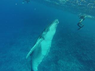 TONGA: NADAR CON BALLENAS JOROBADAS EN VAVA’U TONGA: NADAR CON BALLENAS JOROBADAS EN VAVA’U