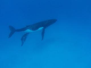 TONGA: NADAR CON BALLENAS JOROBADAS EN VAVA’U TONGA: NADAR CON BALLENAS JOROBADAS EN VAVA’U