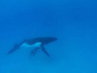 TONGA: NADAR CON BALLENAS JOROBADAS EN VAVA’U TONGA: NADAR CON BALLENAS JOROBADAS EN VAVA’U