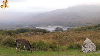 Irlanda en 10 días. Itinerario y presupuesto