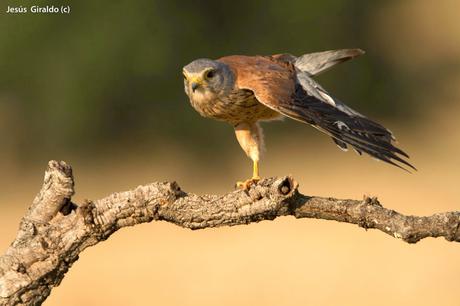 CERNÍCALO VULGAR (FALCO TINNUNCULUS) CERNÍCALO VULGAR (FALCO TINNUNCULUS)