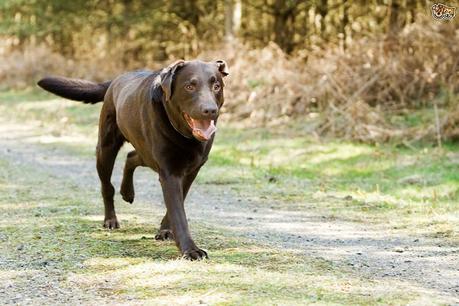 7 Signos de que tu mascota puede sufrir artritis La cojera es uno de los síntomas de problemas en las articulaciones