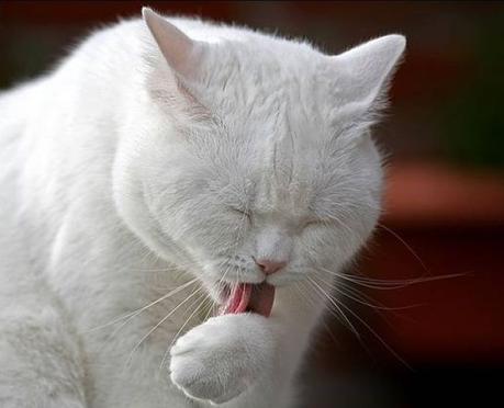 7 Signos de que tu mascota puede sufrir artritis Lamerse es una muestra de dolor usada comúnmente por nuestras mascotas