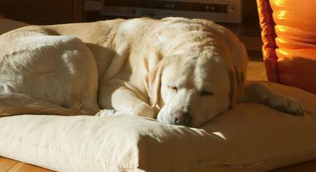 7 Signos de que tu mascota puede sufrir artritis Mantener a nuestra mascota cómoda es muy importante