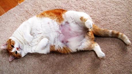 7 Signos de que tu mascota puede sufrir artritis La obesidad es uno de los factores que acentúan los daños articulares en las mascotas