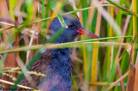 Rascón europeo (Rallus aquaticus)-Water rail-Uroilanda handia-Rascló