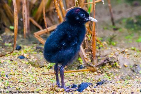 Rascón europeo (Rallus aquaticus)-Water rail-Uroilanda handia-Rascló