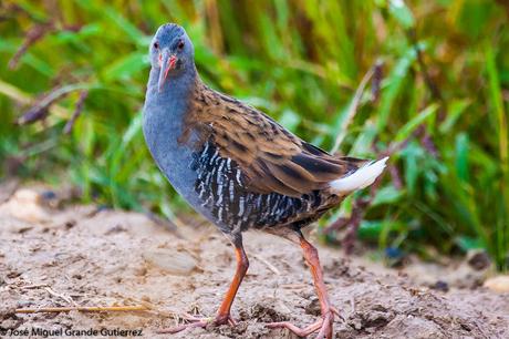 Rascón europeo (Rallus aquaticus)-Water rail-Uroilanda handia-Rascló