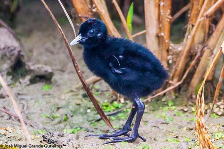 Rascón europeo (Rallus aquaticus)-Water rail-Uroilanda handia-Rascló