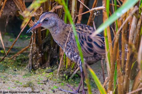 Rascón europeo (Rallus aquaticus)-Water rail-Uroilanda handia-Rascló