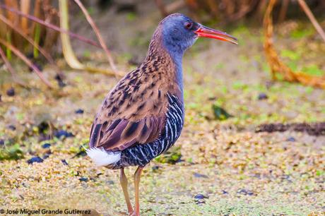 Rascón europeo (Rallus aquaticus)-Water rail-Uroilanda handia-Rascló