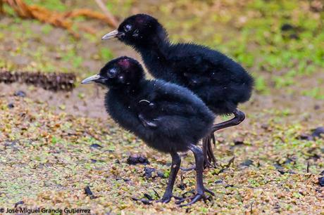 Rascón europeo (Rallus aquaticus)-Water rail-Uroilanda handia-Rascló