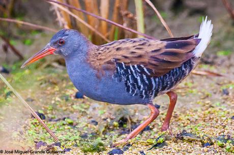 Rascón europeo (Rallus aquaticus)-Water rail-Uroilanda handia-Rascló