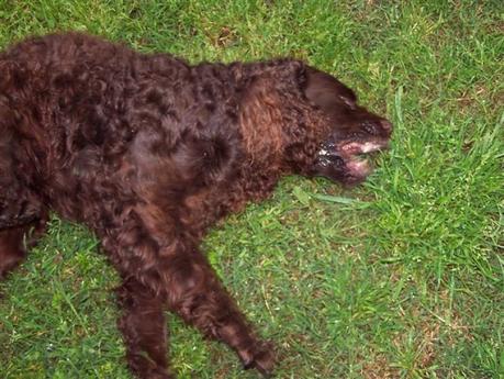 Desordenes Neurológicos caninos, síntomas y causas La epilepsia es un común desorden neurológico en perros