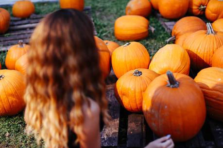 Temporada de Calabazas Pumpkins-orange-halloween-aminta-online-9