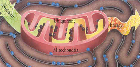 Coenzima Q-10 para la salud y belleza Coenzima Q-10 para la salud y belleza