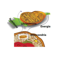Coenzima Q-10 para la salud y belleza Coenzima Q-10 para la salud y belleza