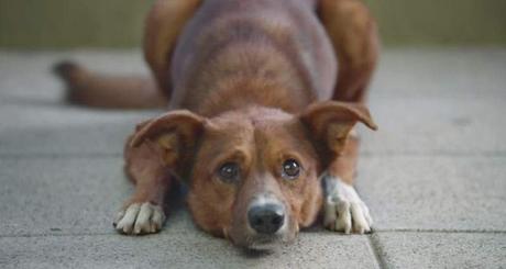 Hipotiroidismo en perros: Una de las enfermedades endocrinas más comunes hipotiroidismo en perros