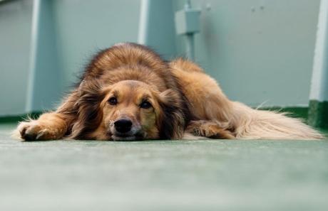 13 Causas de la Diarrea con sangre en perros diarrea con sangre en perros