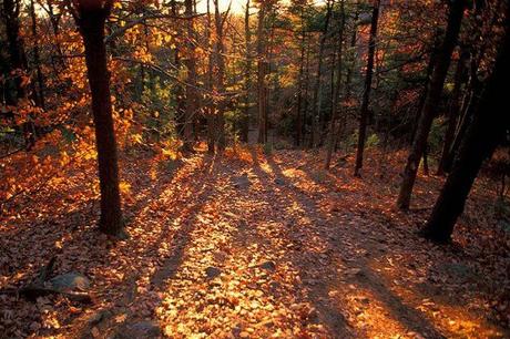 Los bosques son sumideros de CO2