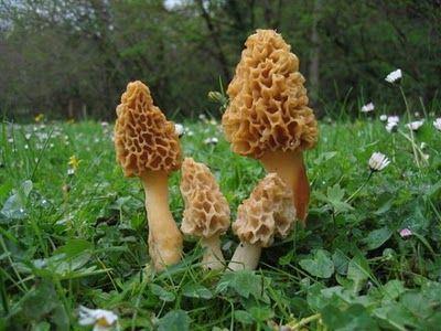 Recolección de setas: 9 tips que hay que tener en cuenta La Murga, una seta muy apreciada