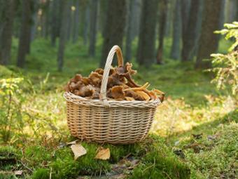Recolección de setas: 9 tips que hay que tener en cuenta cesta-setas