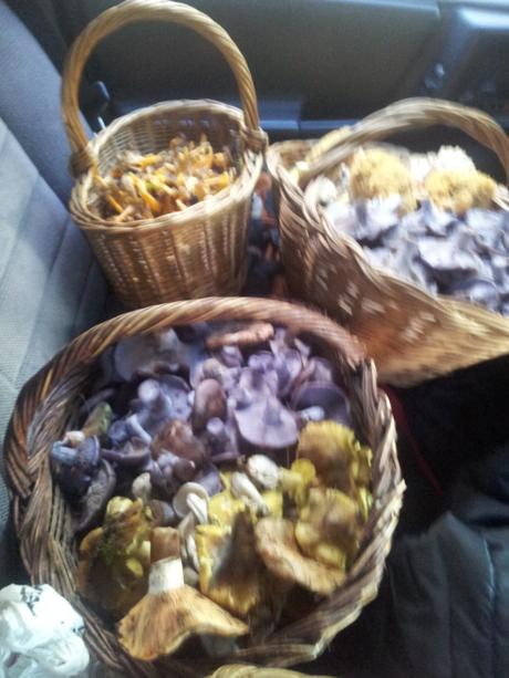 Recolección de setas: 9 tips que hay que tener en cuenta setas-silvan-nature