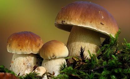 Recolección de setas: 9 tips que hay que tener en cuenta Setas