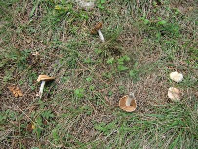 Recolección de setas: 9 tips que hay que tener en cuenta Esto hay que evitarlo