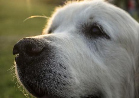 Duc, el golden retriever que ha participado en 'Oldies: mucho por vivir'.