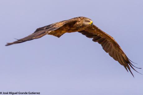 aves solo aves-only birds birds