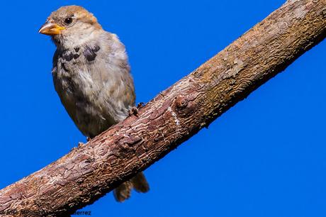 aves solo aves-only birds birds