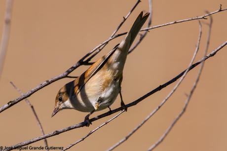 aves solo aves-only birds birds