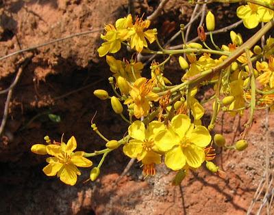 Los árboles en las zonas urbanas Los árboles en las zonas urbanas