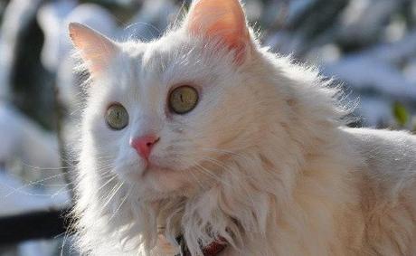 Gato borracho sufre una resaca seria después de 7 semanas en una bodega de vino Cat hungover after seven week boozing session