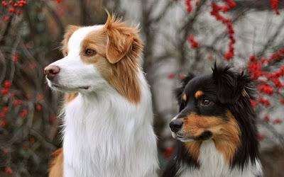 Adiestramiento, perros y confrontación de ideas