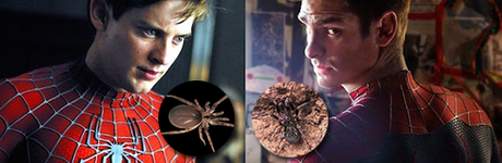 Conozcan a estas dos arañas: Filistata maguirei y Pritha garfieldi Conozcan a estas dos arañas: Filistata maguirei y Pritha garfieldi