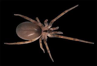 Conozcan a estas dos arañas: Filistata maguirei y Pritha garfieldi Conozcan a estas dos arañas: Filistata maguirei y Pritha garfieldi