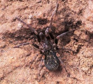 Conozcan a estas dos arañas: Filistata maguirei y Pritha garfieldi Conozcan a estas dos arañas: Filistata maguirei y Pritha garfieldi