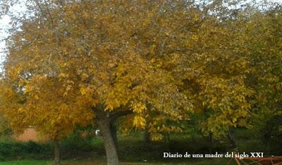 Miércoles Mudo: Recogiendo nueces