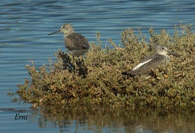 PORRÓN BASTARDO (Aythya marila) EN SANTOÑA