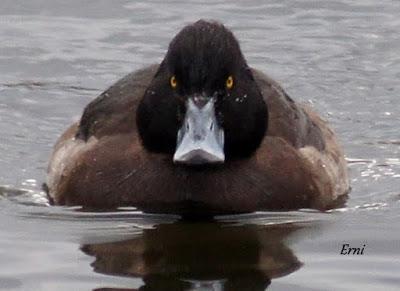 PORRÓN BASTARDO (Aythya marila) EN SANTOÑA