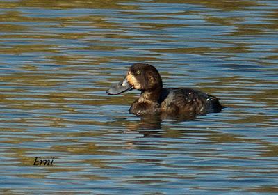 PORRÓN BASTARDO (Aythya marila) EN SANTOÑA